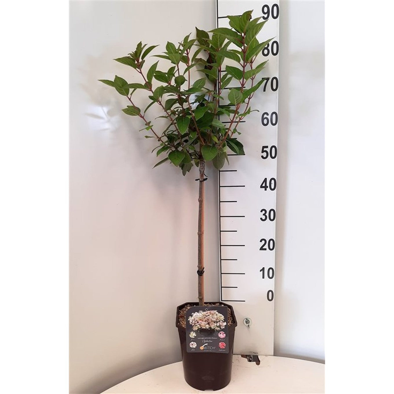 Syrenhortensia – Hydrangea paniculata 'Switch Ophelia' - 60 CM Stem C5 - 2yr Crown